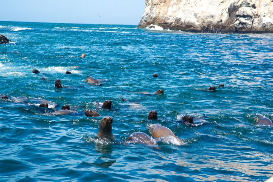 Lima: Sea Lion Swim and Wildlife Palomino Islands Cruise - What to Bring and How to Prepare