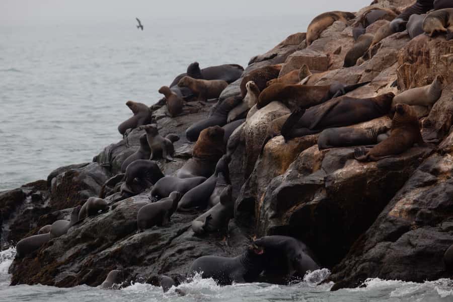 Lima: Sea Lion Swim and Wildlife Palomino Islands Cruise - The Main Strengths and Weak Spots