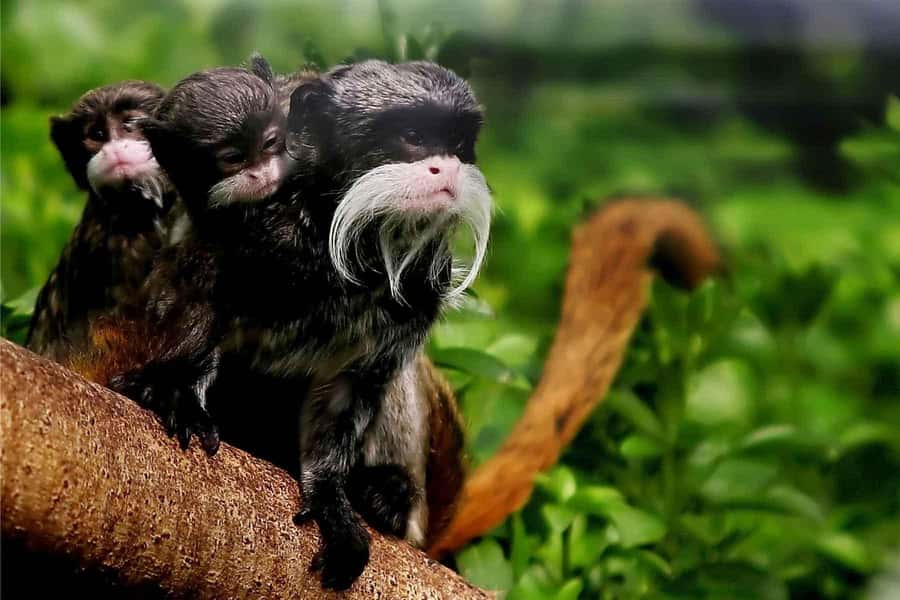 Living Nature from Cusco: 3 Days Manu Jungle all inclusive - Key points to know before booking