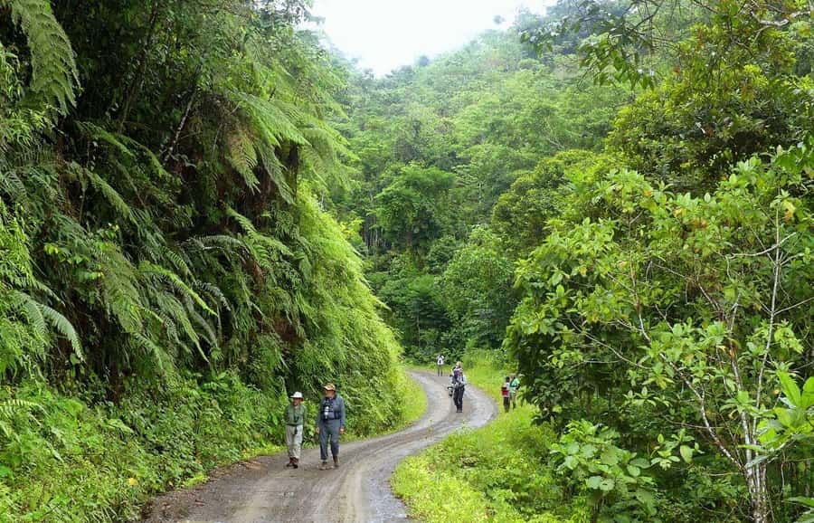 Living Nature from Cusco: 3 Days Manu Jungle all inclusive - Machuwasi Lake and the prehistoric-looking hoatzin