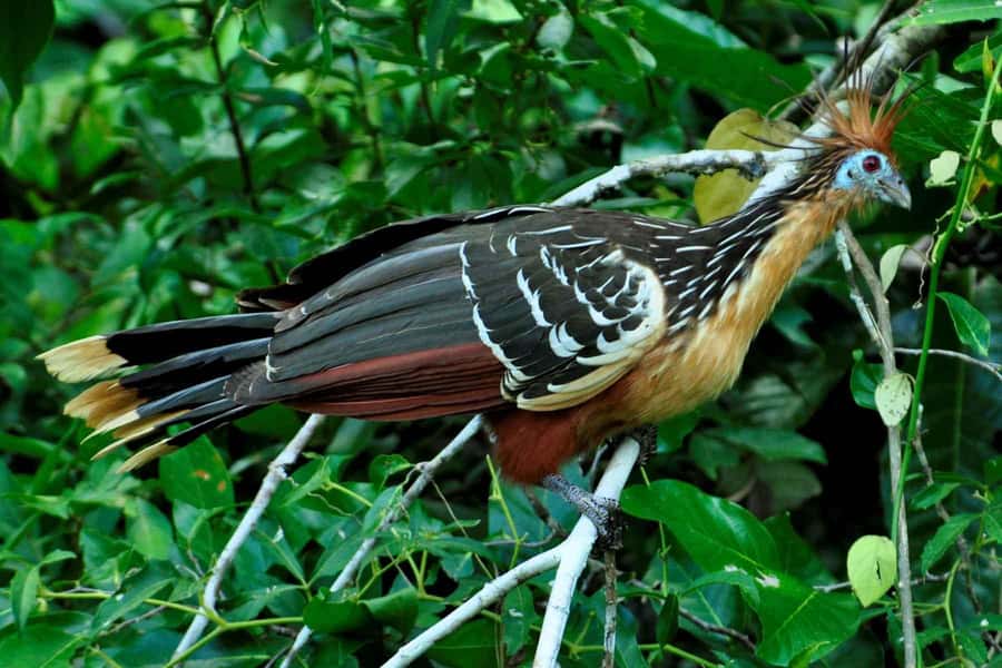Living Nature from Cusco: 3 Days Manu Jungle all inclusive - Night walk: insects, frogs, and a different jungle