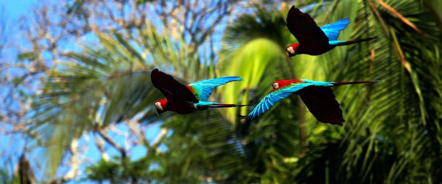 Living Nature from Cusco: 3 Days Manu Jungle all inclusive - The dawn parrot clay lick on Day 3
