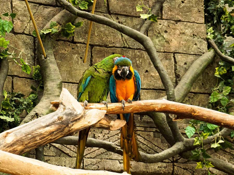 Living Nature from Cusco: 3 Days Manu Jungle all inclusive - Meals, lodges, and comfort levels