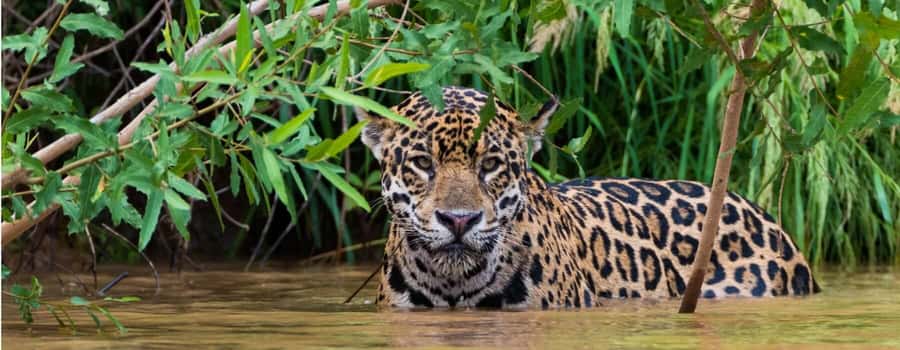 Living Nature from Cusco: 3 Days Manu Jungle all inclusive - Who will enjoy this Manu tour most