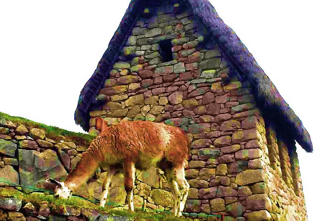 Machu Picchu 1 Day Tour from Cusco by Train - Lunch and the return train