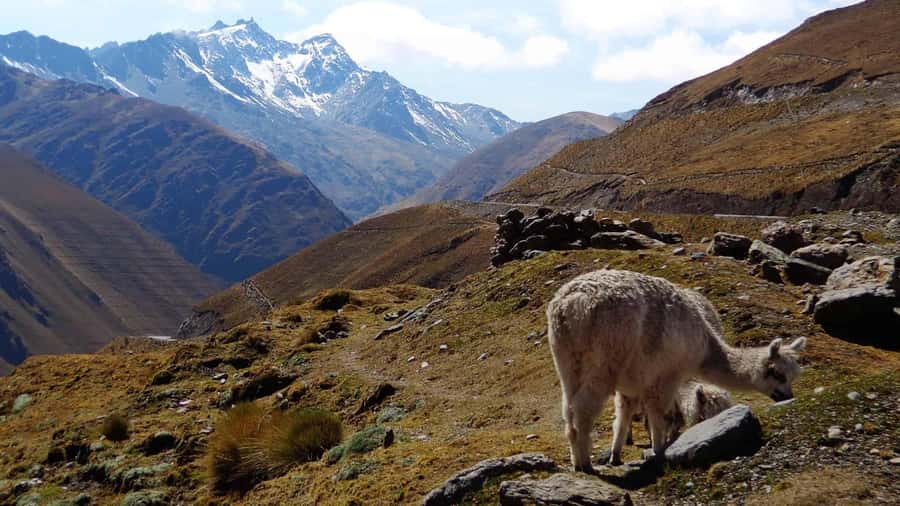Machu Picchu 2 Days / 1 Night (By Bus) - Key points to know before booking