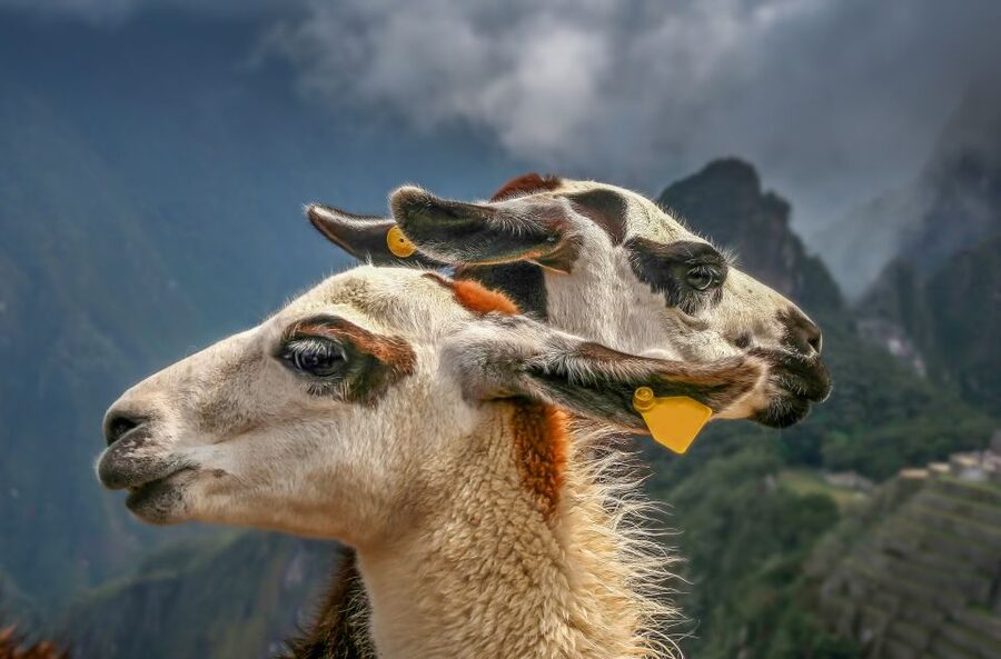 Machu Picchu: Private Full-Day Tour with Afternoon Entrance - What the $449 price really buys