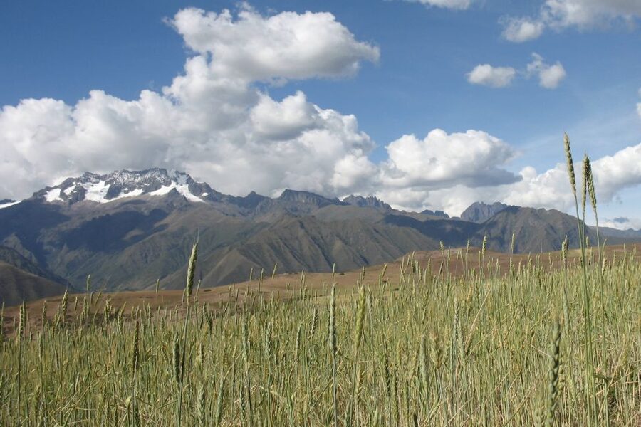 Machu Picchu: Private Full-Day Tour with Afternoon Entrance - Should you book it?