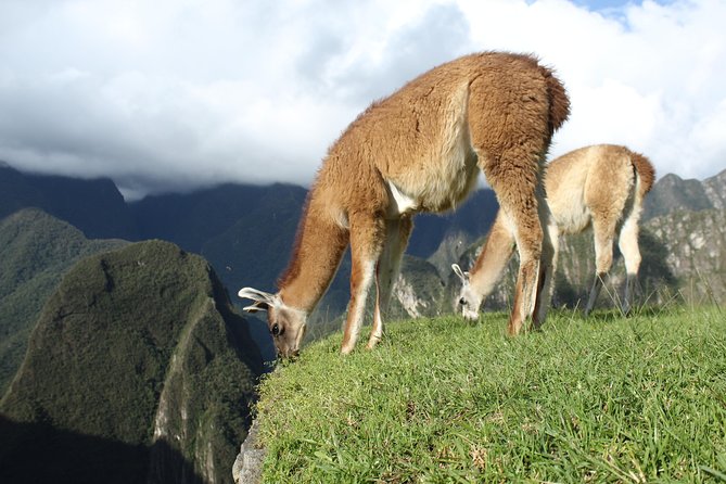 Machu Picchu Tour From Cusco Full Day - The weak point is communication