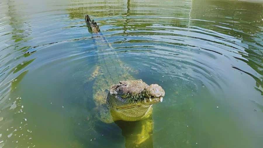 Mancora: Beaches and Tumbes Mangroves Day Trip - More than 300 crocodiles at the farm