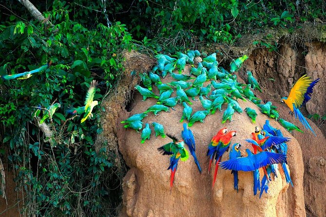 Manu National Park Tour 4days/3night - Birdwatching with a telescope