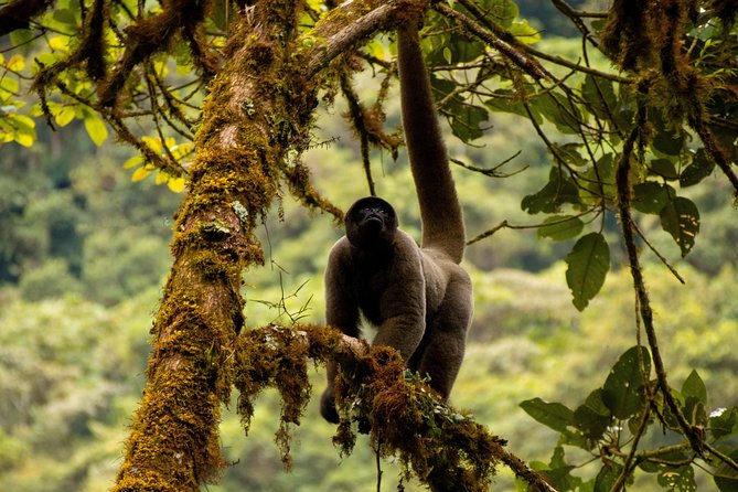 Manu National Park Tour 4days/3night - Eco-lodge nights and jungle meals
