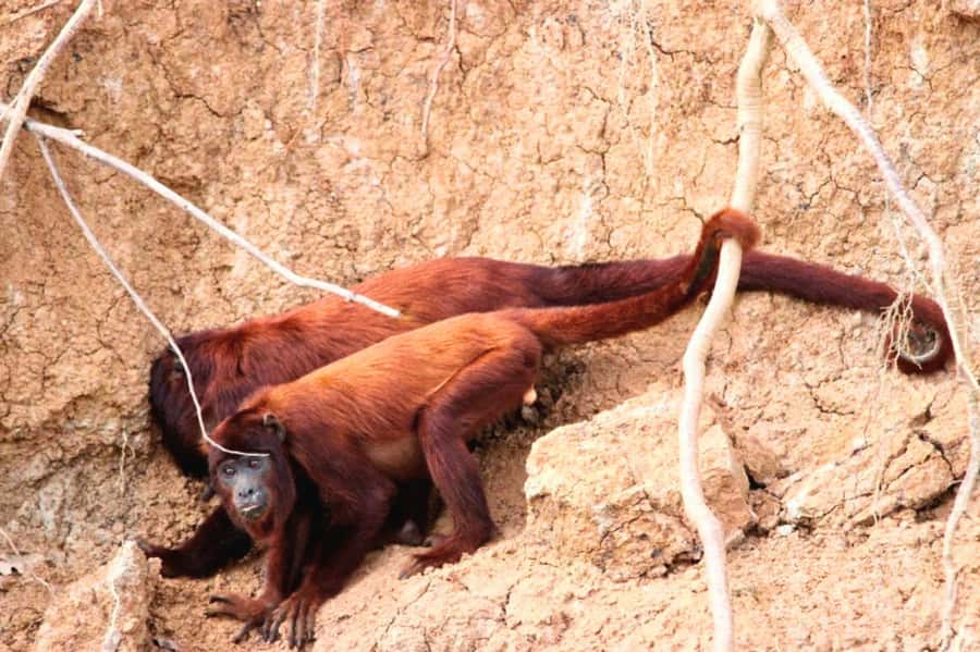 Manu National Park Tours from Cusco 5 Days - Paucartambo and the View from Tres Cruces