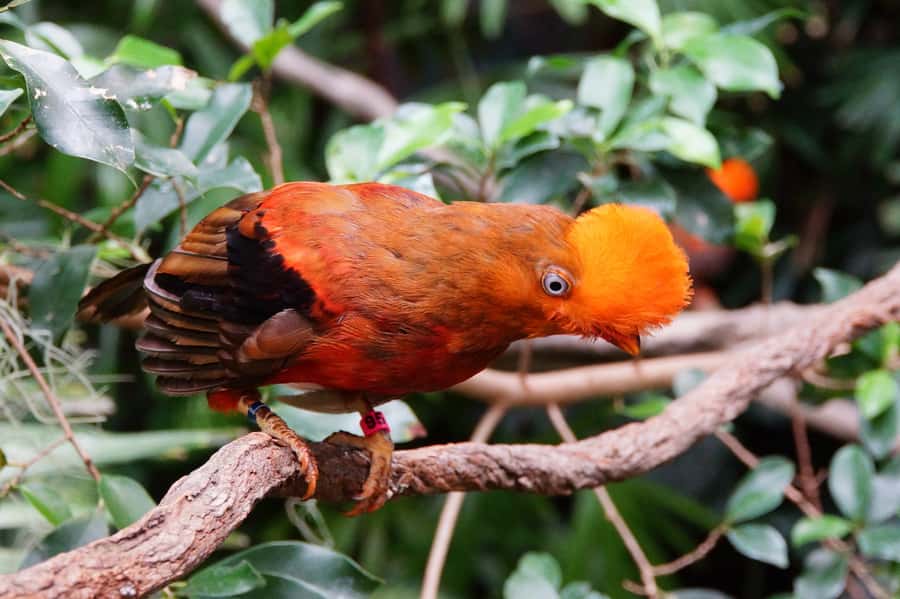 Manu National Park Tours from Cusco 5 Days - The Madre de Dios River to Soga de Oro