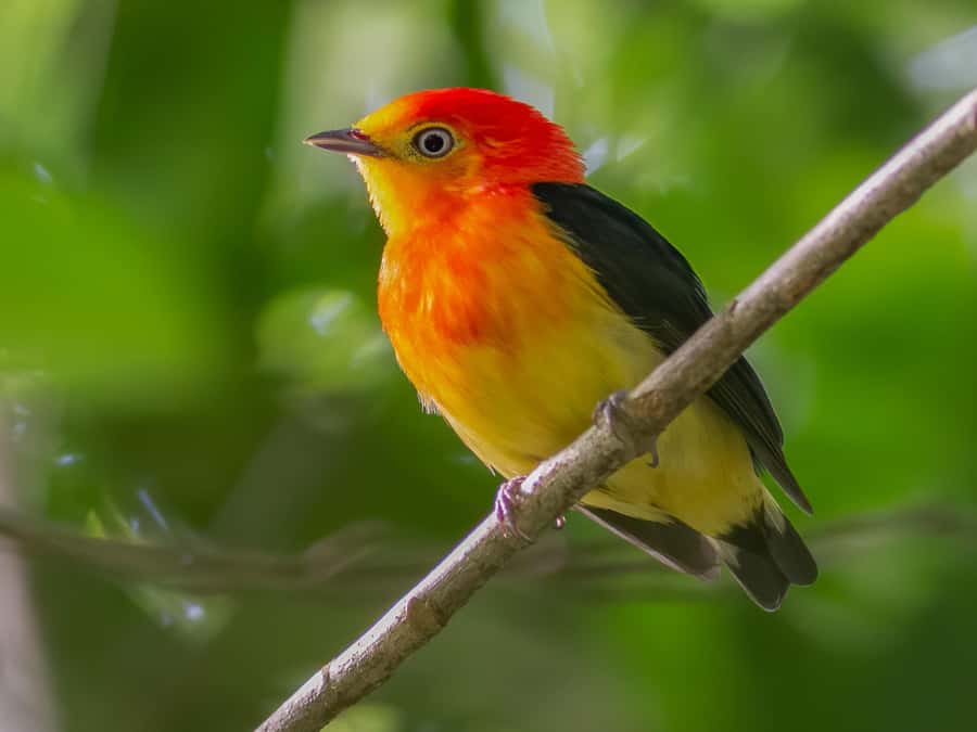 Manu National Park Tours from Cusco 5 Days - Night Safari and the Hot Springs Adventure