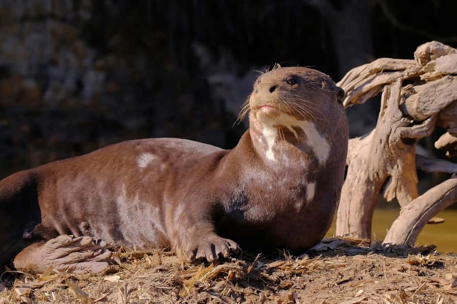 Manu National Park Tours from Cusco 5 Days - Returning to Bambu Lodge Through the Forest