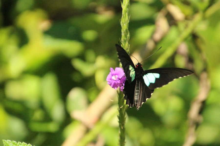 Manu National Park Tours from Cusco 5 Days - The Long Road Back to Cusco