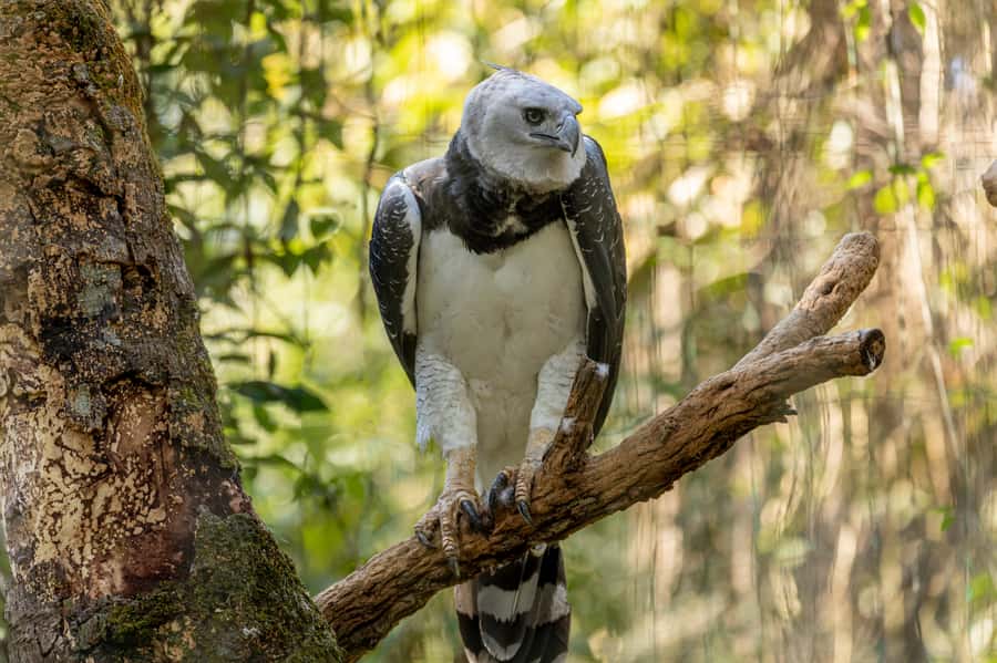 Manu National Park Tours from Cusco 5 Days - Bambu Lodge and the First Forest Walk