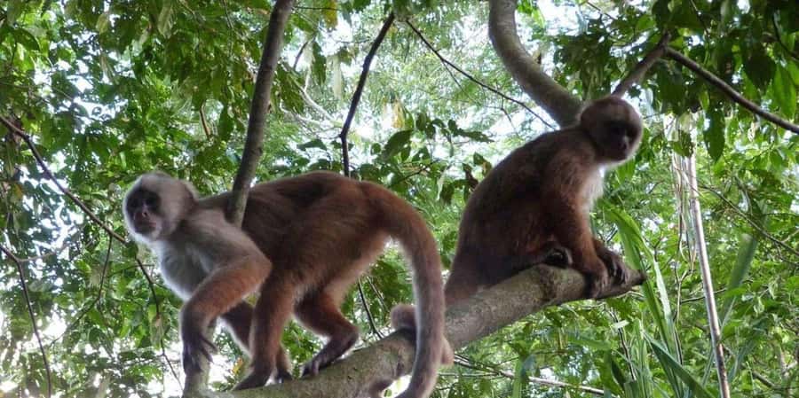 Monkey Island + Lake Sandoval 2D/1N - A two-hour forest walk among old trees