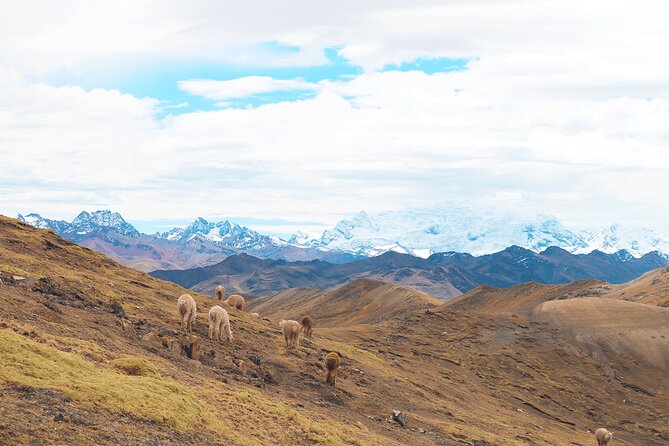 Palccoyo Rainbow Mountain Full Day Tour from Cusco - Checacupe and the Inca bridge