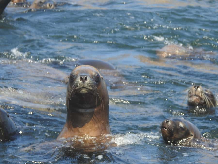 Palomino Islands Yacht Tour and swim alongside the sea lions - Key points to know before booking