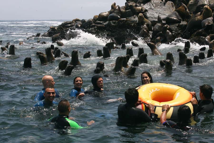 Palomino Islands Yacht Tour and swim alongside the sea lions - From Lima hotels to the Callao waterfront