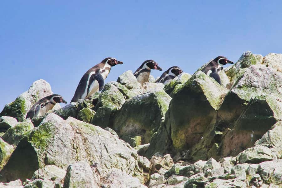 Paracas: Ballestas Islands and Candelabra of Paracas Boat - The Candelabra: Paracas’ first great mystery