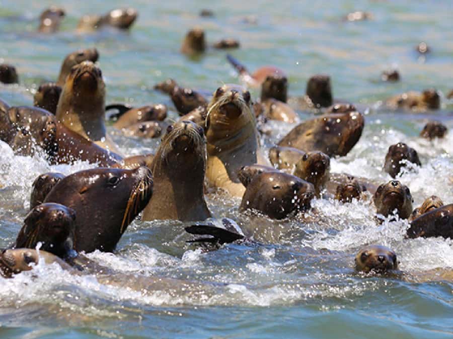Paracas: Ballestas Islands and Candelabra of Paracas Boat - Sea lions, penguins, and the Ballestas spectacle