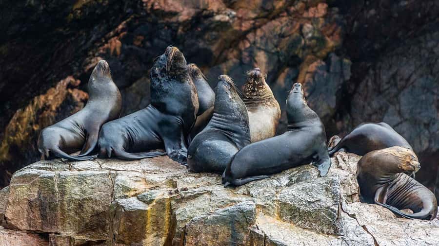 Paracas: Ballestas Islands and Candelabra of Paracas Boat - What the guide adds to the two-hour route