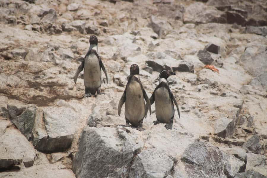 PARACAS: BALLESTAS ISLANDS AND NATIONAL RESERVE - What you actually see from the boat