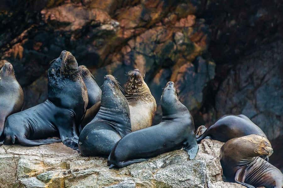 Paracas: Ballestas Islands Boat tour - Islas Ballestas - Sun, spray, and useful items to pack