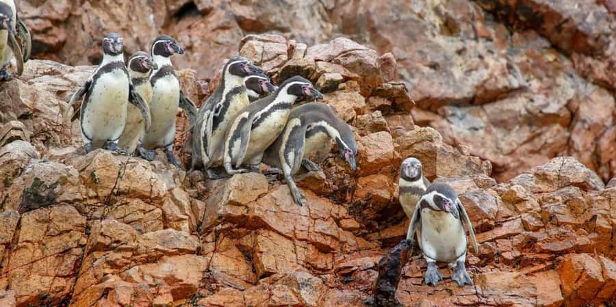 Paracas: Ballestas Islands Boat tour - Islas Ballestas - Why the Ballestas Islands are worth your morning