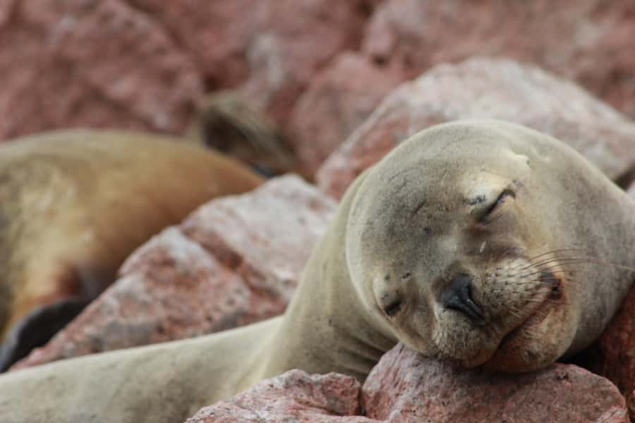 Paracas: Ballestas Islands Guided Boat Tour - Key points at a glance