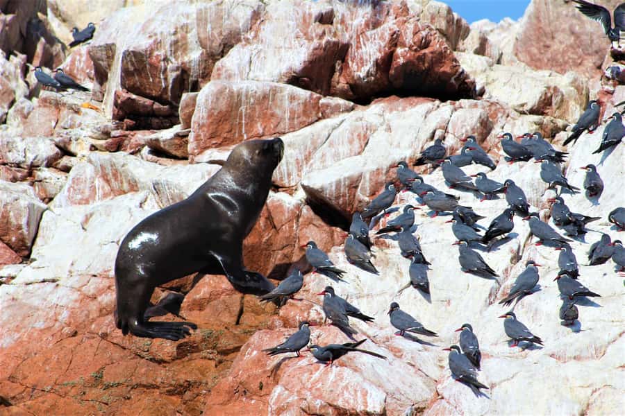Paracas: Ballestas Islands Guided Boat Tour - Timing, pickup, and the two-hour format