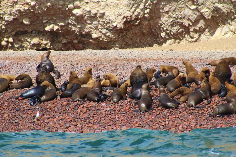 Paracas: Ballestas Islands Guided Boat Tour - Who should book this boat tour