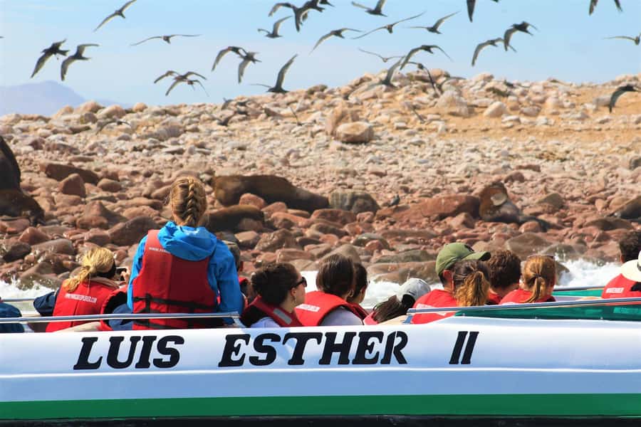 Paracas: Ballestas Islands Guided Boat Tour - How to get better wildlife views