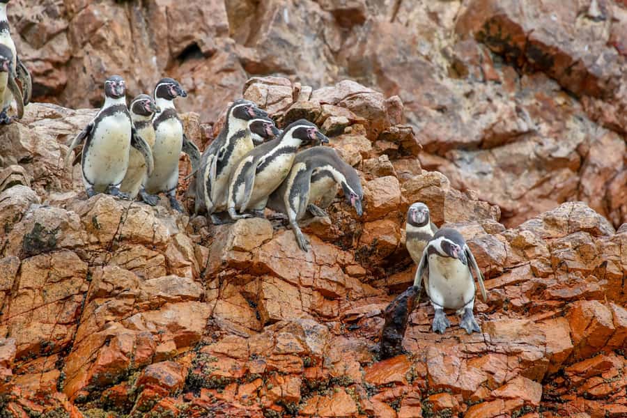Paracas: Ballestas Islands Morning Boat Tour - Key points before you book