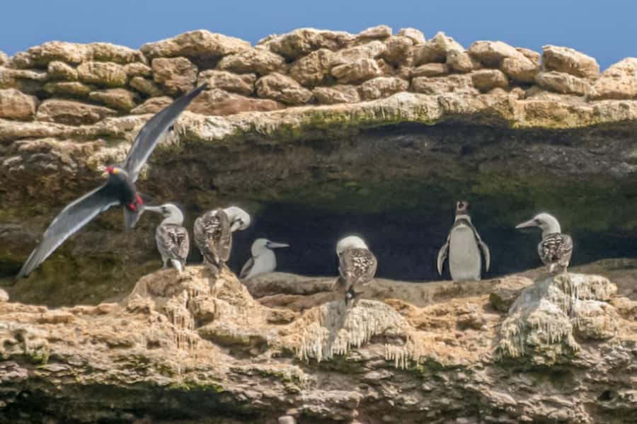 Paracas: Ballestas Islands Morning Boat Tour - Reaching the Ballestas Islands after 20 minutes