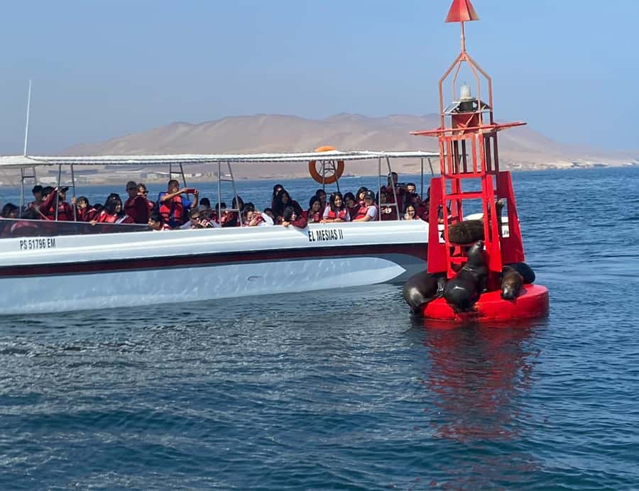 Paracas: Ballestas Islands Morning Boat Tour - Sea lions, penguins, and a wall of birds