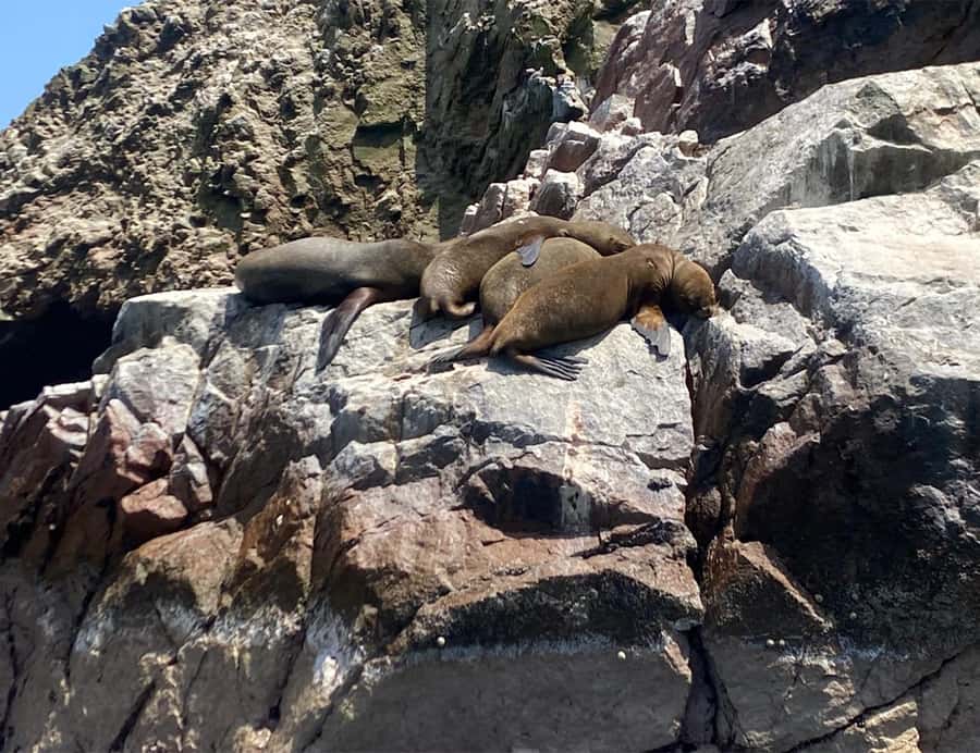 Paracas: Ballestas Islands Morning Boat Tour - Timing, booking, and small practical details