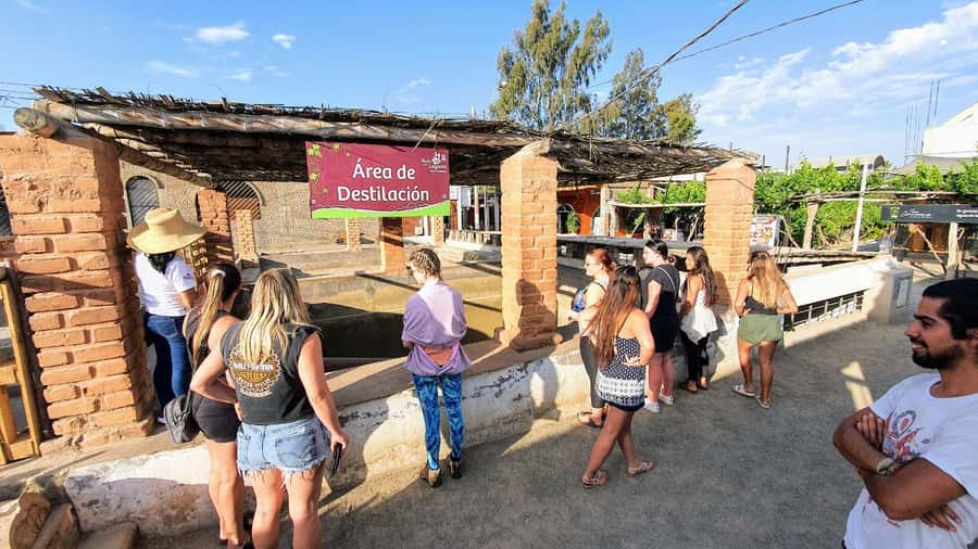 Paracas or Pisco: Private Huacachina Oasis Tour & Buggy Ride - Tasting traditional wines and pisco near Ica