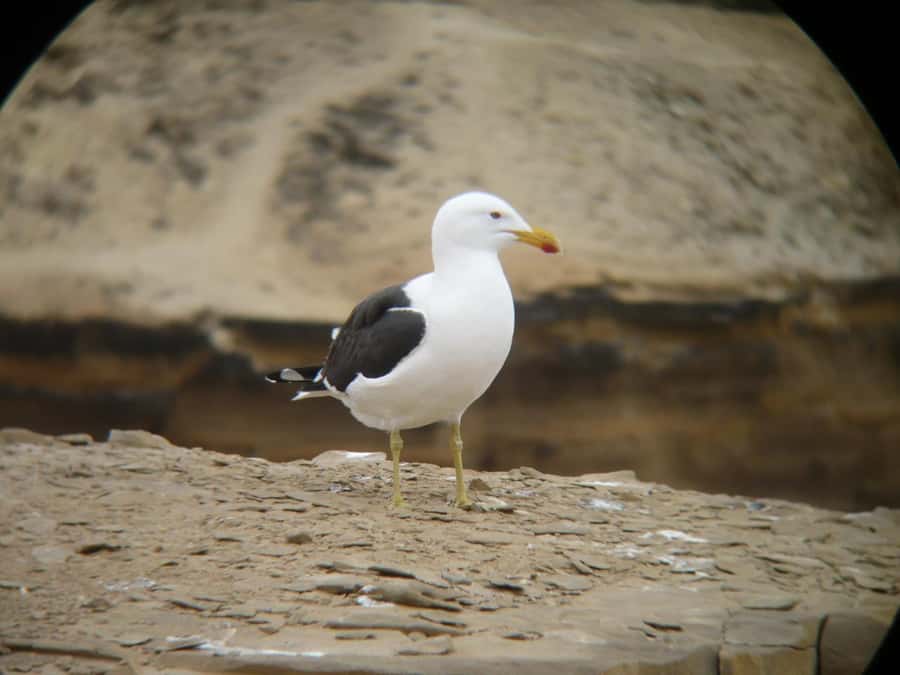 Paracas:Private Tours Paracas National Reserve all inclusive - Istmo viewpoint and the peninsula’s narrow middle