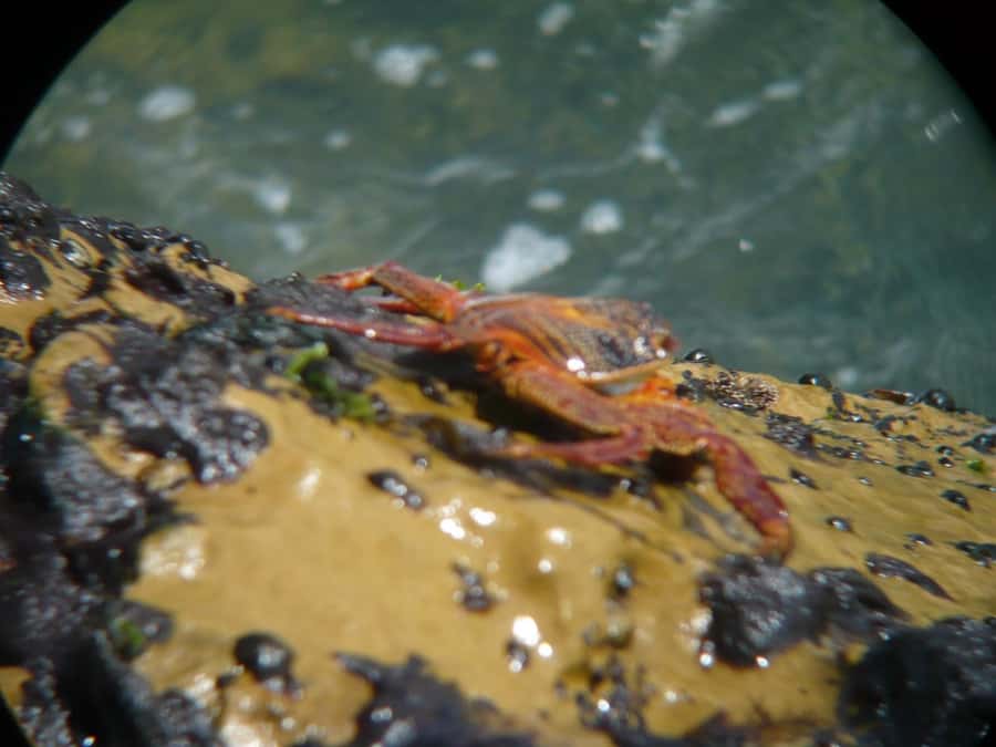 Paracas:Private Tours Paracas National Reserve all inclusive - Playa Roja, the tour’s most unusual beach