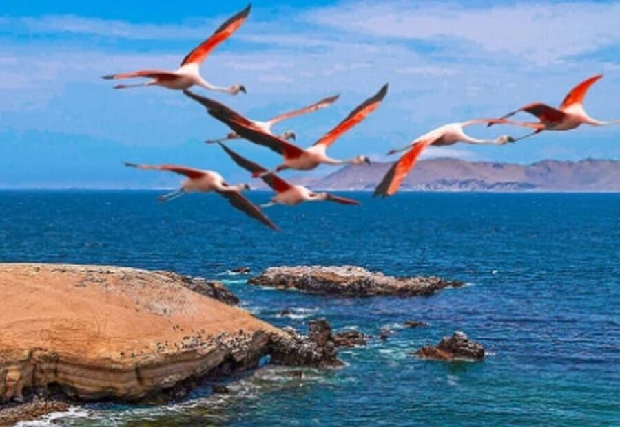 PARACAS|| Sunset trekking in the Paracas National Reserve - Who will enjoy this three-hour outing
