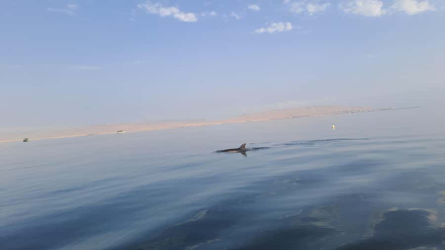 Private Tour: Ballestas Island & Huacachina Oasis, from Lima - Buggy rides and sandboarding on the dunes