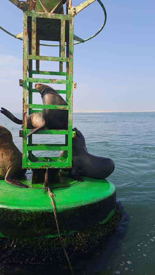 Private Tour: Ballestas Island & Huacachina Oasis, from Lima - Why the private format matters