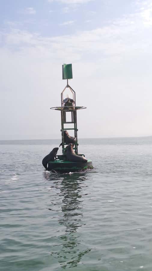 Private Tour: Ballestas Island & Huacachina Oasis, from Lima - What to bring and what to clarify