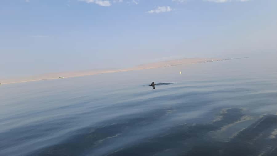 Private Tour: Ballestas Island & Huacachina Oasis, from Lima - Seeing Ballestas wildlife from the water