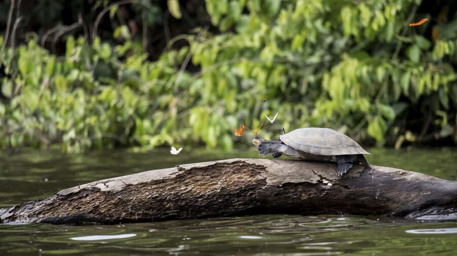 Puerto Maldonado: 2-Day Peruvian Tambopata Jungle Trip - Ziplining through the rainforest