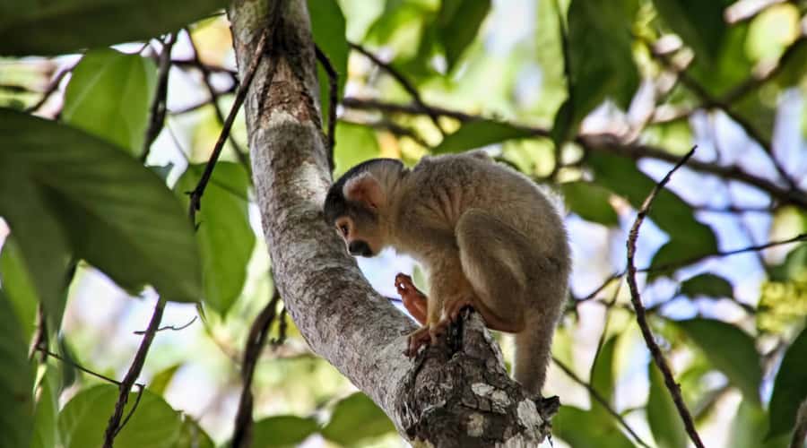 Puerto Maldonado: 2-Day Peruvian Tambopata Jungle Trip - Meals, rooms, electricity, and daily comfort